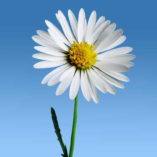 Lovely Daisies Live Wallpaper 1.11 Icon