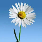 Lovely Daisies Live Wallpaper icon