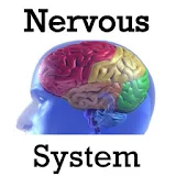 nervous system anatomy icon