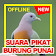 Suara Burung Punai Green Pigeon HD Audio icon