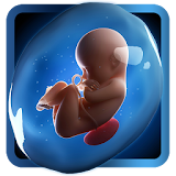 PregApp - 3D Pregnancy Tracker icon