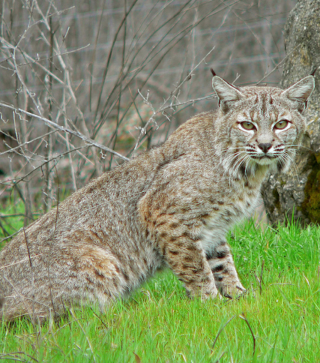 Android application Bobcat Sounds screenshort