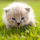 Best Cats and Kittens Jigsaw icon