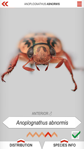 Xmas Beetle ID Guide Screen 3