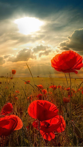 Flowers Live Wallpaper