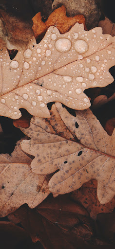 خلفيات شاشة فخمة