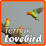 Ternak Lovebird icon