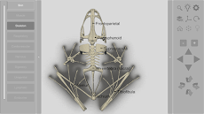 3D Frog Skeletonのおすすめ画像3
