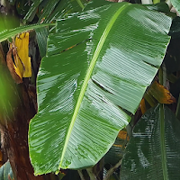 banana leaf wallpaper