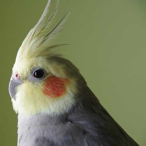 Cockatiel bird Wallpapers Download on Windows