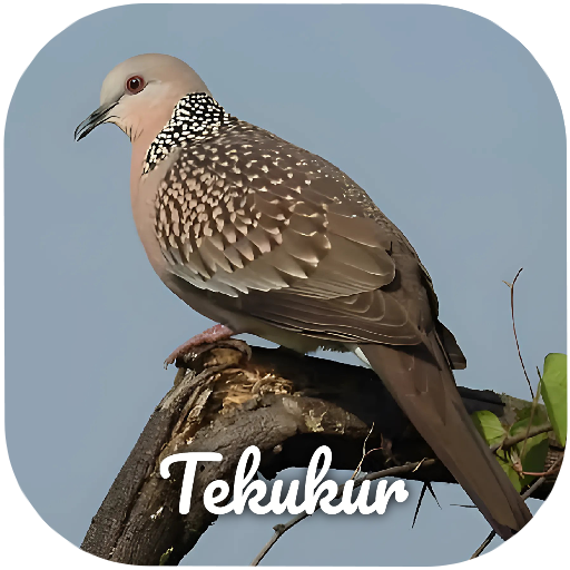 Suara pikat burung tekukur logo