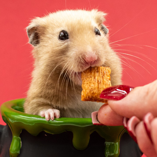 Get 癒しのハムスター育成ゲーム for Android Aso Report