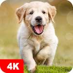 Cover Image of Download Dog Wallpapers & Puppy Backgrounds 5.0.94 APK