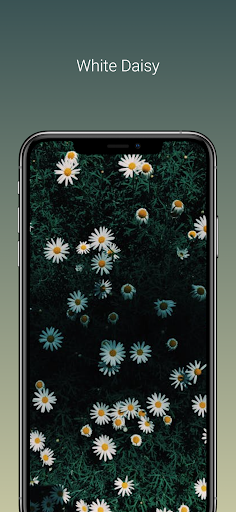 HD/4K flower background Screen 3