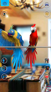Говорящая пара попугаев