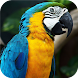 Colorful Parrot. Birds Wallpap