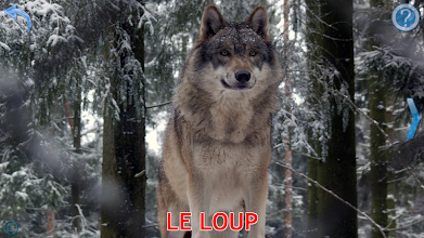 Animaux Pour Les Enfants Applications Sur Google Play