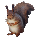 Squirrel Sitting Sticker icon