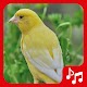 Canary Sounds. nice songs.