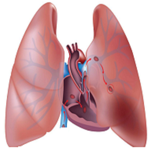 Pulmonary & Diseases  Icon