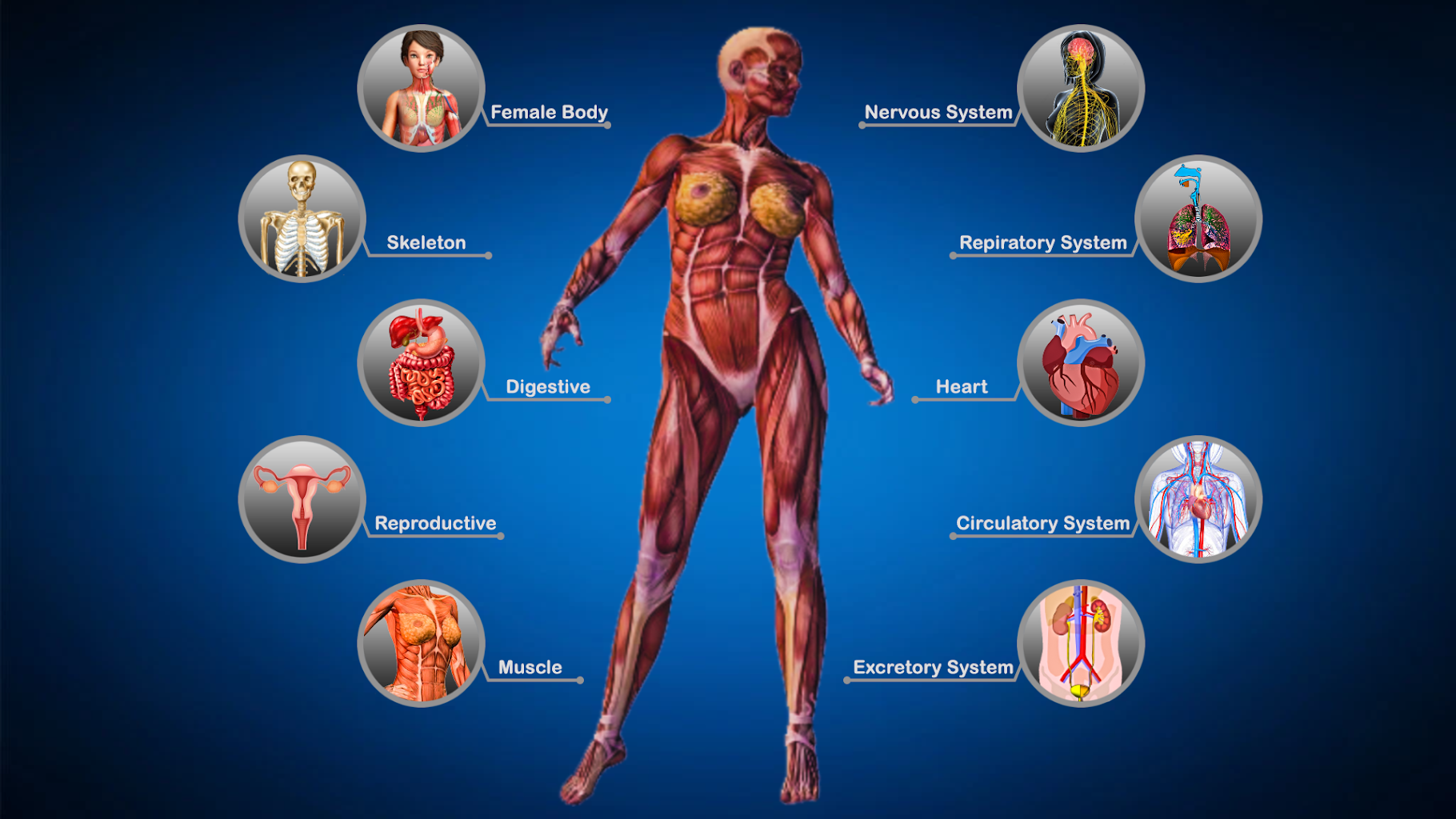 Female Anatomy Woman Body Visualizer 1 0 Apk Download Com Njk Anatomy Apk Free