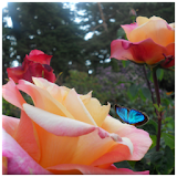 Butterfly Roses Live Wallpaper icon