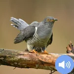 Cover Image of Скачать Cuckoo Sounds and Wallpapers  APK