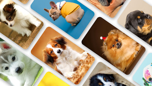 Android application Puppy Wallpaper 2024 screenshort