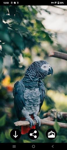 Parrot Wallpapers Screen 3