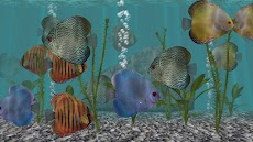 Discus Fish Aquarium TV Liveのおすすめ画像2
