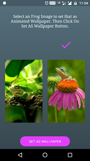 Android application Funny Frog Live Wallpaper screenshort