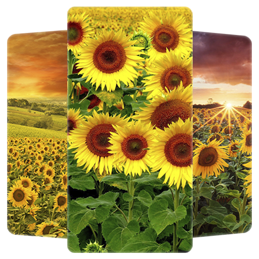 Sunflower Wallpaper HD logo