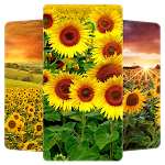 Cover Image of Baixar Sunflower Wallpaper HD  APK