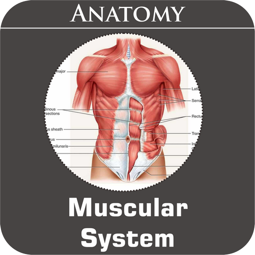 Muscular System  Icon