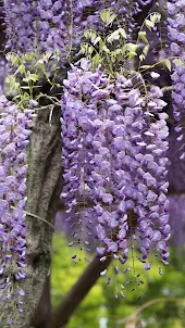 Japanese Wisteria Wallpaper