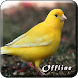 Kicau Burung Kenari MP3 - Androidアプリ