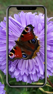 бабочки живые обои