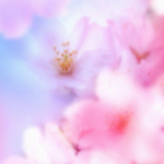 Cover Image of डाउनलोड Cherry Blossoms Wallpaper 1 APK