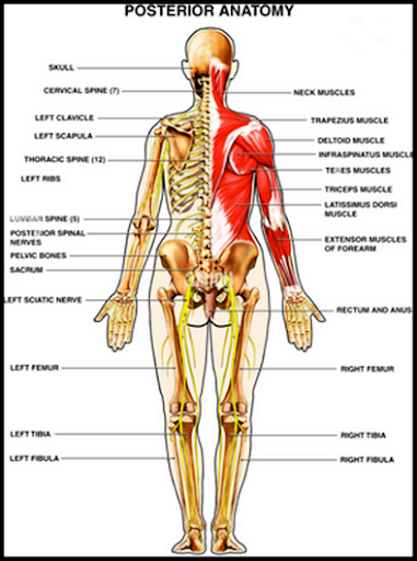 The human body Screen 3