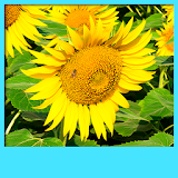 Sunflower Live Wallpapers icon