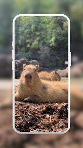 Capybara Cute Wallpaper