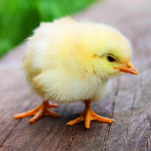 Baby Chick Sounds logo