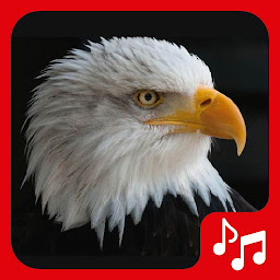 Imagen de ícono de Sonidos de águila, tonos.