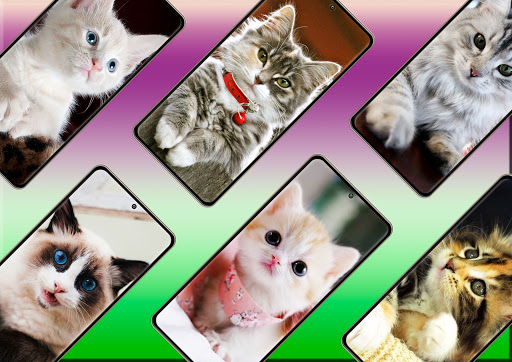 Cute Cats Wallpaper Screen 2