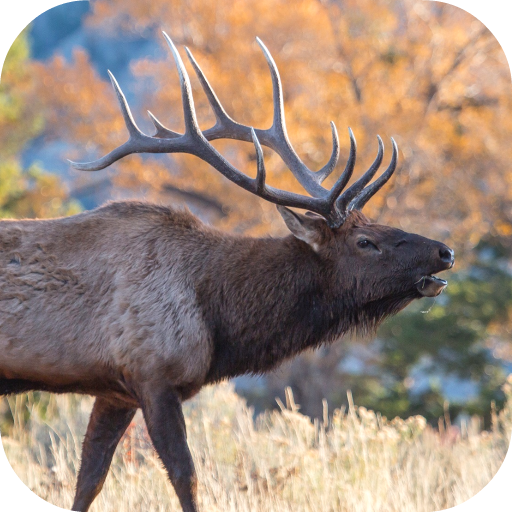 Elk Sounds 1.0 Icon
