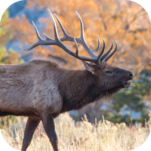 Elk Sounds - Apps on Google Play