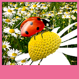 Ladybug Live Wallpapers icon