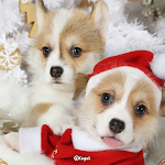 Cover Image of Download 카카오톡 테마 - 아기 코기들의 크리스마스  APK