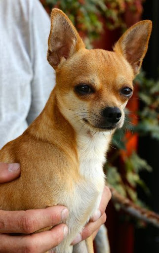 Chihuahua Dog Wallpapers Screen 2