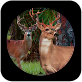 Sniper Deer Hunt:jungle hunt icon